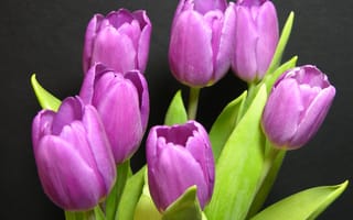 Картинка Нежные тюльпаны