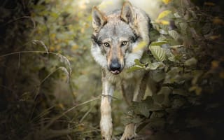 Картинка Волк, животное, хищник