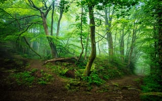 Картинка Мэтлок, лес, Великобритания