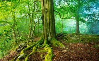 Картинка Мэтлок, лес, Великобритания, деревья