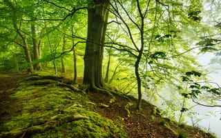 Картинка лес, природа, деревья