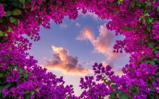 Картинка пейзаж, природа, 2k, 4k, ИИ, 16:9, небо, романтика, эстетика, рамка, золото, цифровая живопись, цветы, покой, розовые облака, HD, рабочий стол, подсветка, рассвет, 1920х1080, вечернее небо, фиолетовые цветы, иллюстрация, пурпурные лепестки, облака