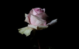 Картинка розы, цветы, чёрный, ночь, капли, лепестки, вода, природа, флора