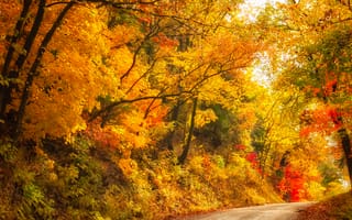 Картинка осень, деревья, осенняя листва, лес, дорога, природа, краски осени, пейзаж