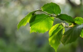 Картинка листья, зелёные, размытый, природа, растение, ветка, лещина, орешник
