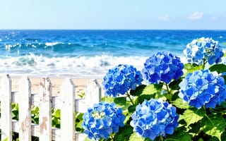 Картинка гортензия, синяя гортензия, пляж, голубые цветы, 2k, гармония, зелень, солнце, соцветия, забор, философия, глубокий смысл, курорт, отдых, 4k, HD, нейросеть, листья, рабочий стол, метафора, лазурная вода, эстетика, океан, природа, прибой, 1920х1080