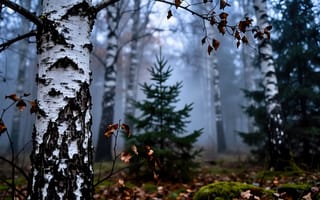 Картинка лес, чаща, мистика, мох, нейросеть, силуэты, туман, HD, листопад, дымка, опавшие листья, береза, грусть, роща, ствол, хвоя, тайна, метафора, сырость, кора, 16:9, ветки, природа, ИИ, холод, уединение, деревья, рабочий стол, земля, глубокий смысл, пейзаж, философия, 2k, 4k, трава, 1920х1080, кочки, сухие листья, меланхолия, пасмурный день, осень, утро, одиночество, елка, смог, ель
