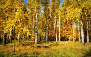 Картинка осень, лес, осенние краски, осенние листья, краски осени, деревья, пейзаж, осенний лес, парк