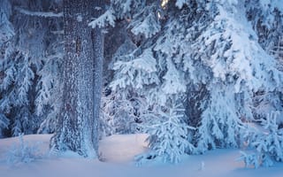 Картинка зимний лес, ветви, снегопад