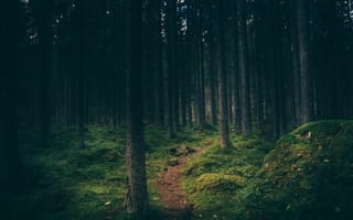 Картинка солнечный свет, свет, зелёный, компьютерные, среда обитания, путь, ствол, экосистема, географическая особенность, дерево, утро, лес, древесное растение, окружающая природа, туман, лесной массив, тропа, атмосферное явление, джунгли, природа, лист, отражение, темнота, ночь