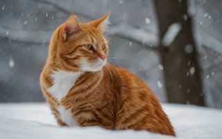 Картинка индивидуальные, сидя, реалистичный, снег, снежный покров, без людей, животное, внимание к животным, на открытом воздухе, кошка, дерево, размытый