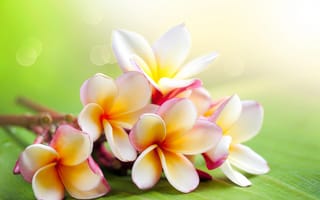 Картинка Плюмерия, цветы, лежат, ветвь