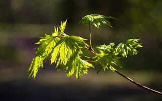 Картинка ветка, весна, размытый, листья, клён, солнечный, свет, зелень
