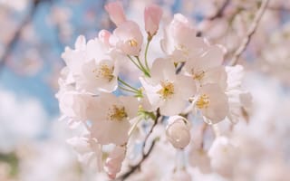 Картинка ветвь, цветок, крупным планом, лепесток, весна, макросъёмка, цветущее растение, растение, флора, вишни