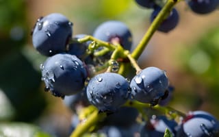 Картинка ягоды, голубика, ветки, капли, размытый, куст, вода, созрела, макро, еда