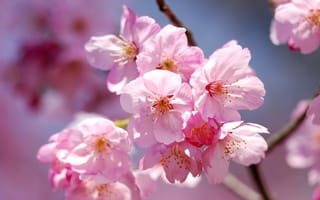 Картинка sakura, цветение, флора, Cherry Blossoms, ветка, весна, цветы