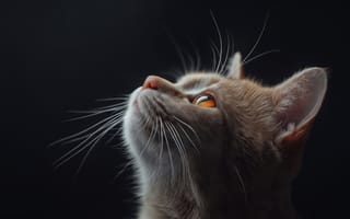 Картинка кот, кошка, тени, темнота, свет, макро, янтарные глаза, эстетика, рабочий стол, взгляд, пушистый, нейросеть, рыжий кот, арт, ИИ, оранжевые глаза, контраст, цифровая графика, мрак, портрет кота, реализм, нос, длинные усы, 4k, 1920х1080, усы, блики, 16:9