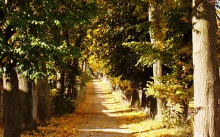 Картинка солнечный свет, пейзаж, лесной массив, дерево, роща, умеренный широколистный и смешанный лес, лес, лист, биом, путь, лиственный, ветвь, осень