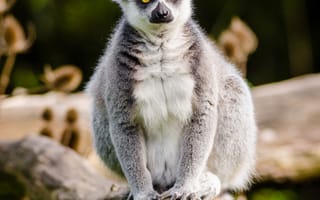 Картинка baum, стопы, фауна, милая, примат, восхитительна, gr n, нде, позвоночные, катта, размытый, млекопитающее, дерево, niedlich, nikon, дикая природа, глаза, хвост, предохранитель, животное, выпасть, sus, d7000, ауген, животные, сумчатые, мадагаскар, ярус, кольцо, зоопарк, природа, tierpart, руки, лемур, шерсть