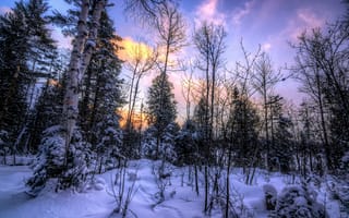 Обои зима, закат, деревья, снег, пейзаж, лес