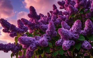 Картинка сирень, цветы, весна, лучи солнца, цветение, листья, пейзаж, рабочий стол, ботаника, солнце, живопись, растения, 16:9, нейросеть, нежность, закат, небо, сиреневый, ИИ, свежесть, сад, 1920х1080, аромат, иллюстрация, 4k, природа, облака, ветки, HD, 2k
