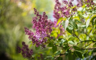 Картинка весна, май, сирень, природа, цветы