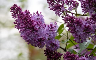 Картинка сирень, цветы, природа, цветение, листья, флора, зелёные, растение, весна