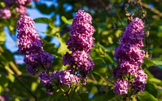 Картинка сирень, цветы, цветение, весна, флора, вертикально, фиолетовая, листья, растение, тёмная, зелёные