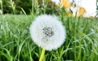 Картинка одуванчик, естественное освещение, заросший, природа, Мегхалая