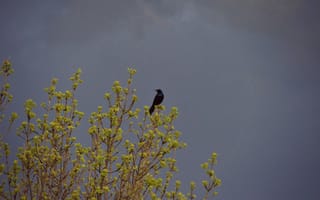 Картинка солнечный свет, деревья, фауна, весело, парящая птица, дерево, сидя, синий, правило, лист, птица, зелёный, ветвь, цветок, весна, лето, природа, небо, выходные, прекрасно, дождь, флора, погода, желтый, макросъёмка, охлаждение, черный, утро