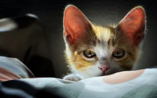 Картинка кошка, животные, позвоночные, кошкообразные, усы, котенок, млекопитающее, крупным планом, нос, карниворан, кошки мелких и средних размеров