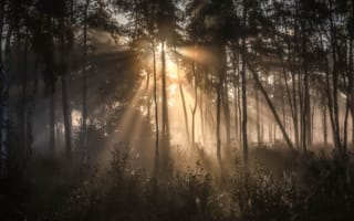 Картинка forest, trees, mist