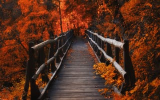 Картинка солнечный свет, деревья, дерево, листья, вечер, огни, компьютерные, зима, оранжевый, отражение, лес, сезон, осень, древесина, лист, природа, мост, рок, Швейцария