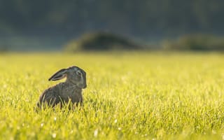Картинка пастбище, трава, парящая птица, дикая природа, зелёный, луг, сидя, поле, простой, заяц, фауна, степь, птица, смешно