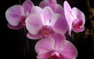 Обои Букет из орхидей на черном фоне