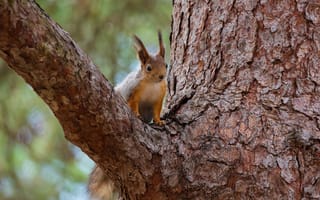 Картинка животные, белки, деревья, природа, сосна