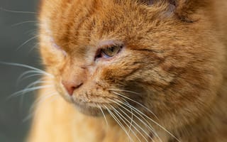 Картинка животные, домашние, рыжий, усы, глаз, макро, план, кошки, крупный