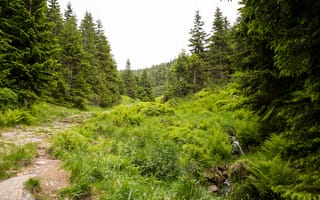 Картинка петр, окружающая природа, путешествия, мельница, Удоли, растение, чех, луг, растительность, природа, холмы, cesko, святой, горный хребет, дерево, Крконоше, биом, 240, горные формы рельефа, старый лес, умеренный широколистный и смешанный лес, лес, 28, деревья, снежка, тропический лес, путь, поток, priroda, ель, богемия, пешие туристы, плато, активный, лесной массив, джунгли, умеренный хвойный лес, среда обитания, пейзаж, долина, горы, на открытом воздухе, хребет, vylet, leica, Европа, среды, 