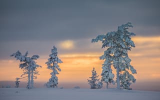 Картинка Finland, закат, Lapland, пейзаж, Финляндия, Лапландия, зима, снег, деревья