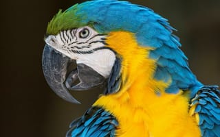 Картинка СИНЕ-ЖЕЛТЫЙ АРА, попугай, Blue and Yellow McCaw