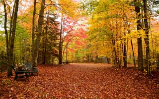 Картинка осень, пейзаж, деревья, природа, краски осени, парк, осенняя листва, лес