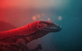 Картинка небо, сбоку, весы, внимание к животным, рыба, животное, без людей, подводный