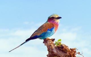 Картинка природа, ветвь, зяблик, Кения, фауна, красочный, парящая птица, ролик, позвоночные, Африка, дикая природа, птица, птицы, клюв, lilac breasted roller, lilac breasted