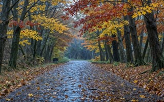 Картинка на открытом воздухе, небо, природа, без людей, осень, осенние листья, день, дерево, дорога, лес, традиционные СМИ, пейзаж, лист