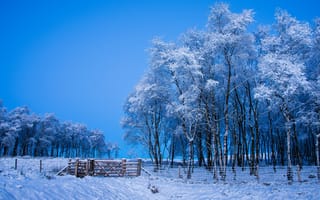 Картинка зима, деревья, поле