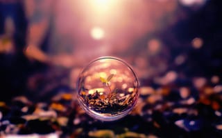 Картинка росток, пузырь, HD, натурализм, 2k, рендеринг, фотоискусство, вдохновение, почва, экология, 1920х1080, листья, террариум, растение, осень, стекло, природа, свет, тепло, эстетика, зачатие, макросъёмка, экосистема, жизнь, зелень, размытый, рабочий стол, микромир, миниатюра, красота, 16:9, композиция, сияние, сфера, рост, 4k, шар