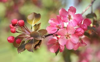 Картинка sakura, Cherry Blossoms, весна, цветение, цветы, флора, ветка, цветущая ветка