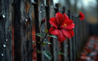 Картинка красный гибискус, цветок гибискуса, 2k, капли дождя, дождливая атмосфера, нейросеть, деревенский забор, садовый пейзаж, красота природы, яркий цветок, лепестки с каплями, капли на листьях, природная гармония, бутон гибискуса, ИИ, влажная поверхность