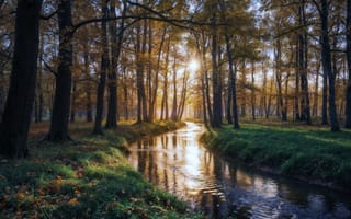 Картинка цветок, на открытом воздухе, растение, путь, отражение, солнце, закат, солнечный свет, голландский угол, природа, дерево, пейзаж, река, вода, лес, без людей, небо, трава, день