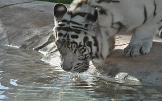 Картинка тигр, дикая природа, большие кошки, Jaguar, позвоночные, хищник, Зоопарк, морда, млекопитающее, фауна, полива, кошкообразные